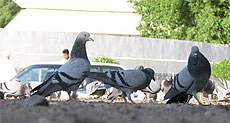 قبرستان ابو طالب یکی از زیارتگاههای مسلمانان در مکه+تصویر