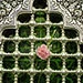 گزارش تصویری: در حریم مولی علی (ع)