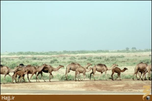 تصاوير شما/سفر به عتبات از نگاهي ديگر
