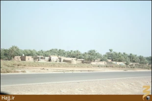 تصاوير شما/نخلستان ها در عراق
