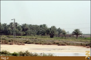 تصاوير شما/نخلستان ها در عراق