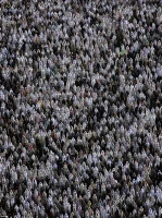 حاشيه‌هاي نماز عيدفطر در مصلاي تهران+عكس