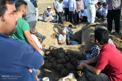 تشييع غم انگيز هشت شهيد منا در گنبد+تصاوير
