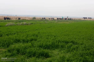 راهپیمایی زائران اربعین از بصره به سوی کربلا تصاویر