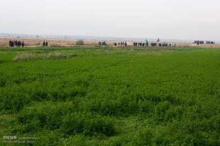 راهپيمايي زائران اربعين از بصره به سوي كربلا تصاوير