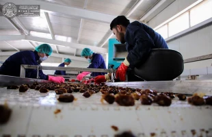 نگاهي به كارگاه بسته بندي خرما آستان علوي
