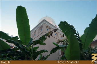 مسجد شجره