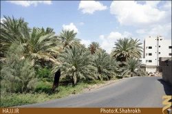 نخلستان هاي مدينه