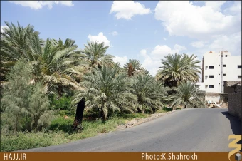 نخلستان هاي مدينه