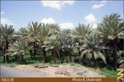نخلستان هاي مدينه