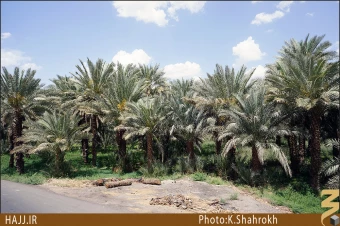 نخلستان هاي مدينه