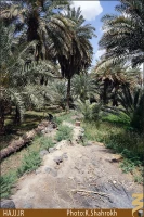نخلستان هاي مدينه