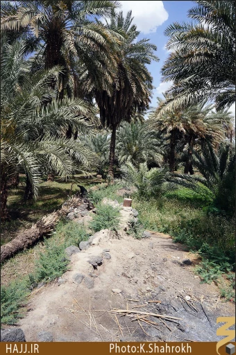 نخلستان هاي مدينه