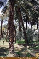نخلستان هاي مدينه