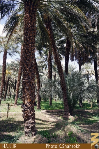 نخلستان هاي مدينه