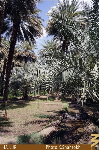 نخلستان هاي مدينه
