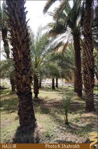 نخلستان هاي مدينه