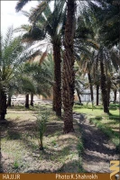 نخلستان هاي مدينه