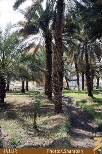 نخلستان هاي مدينه