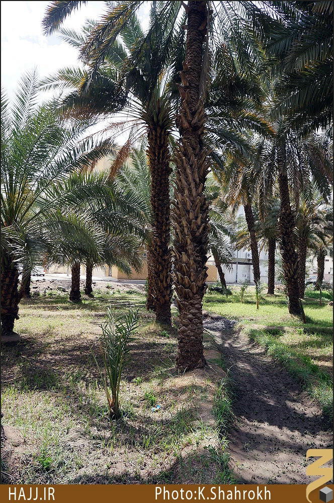 نخلستان هاي مدينه