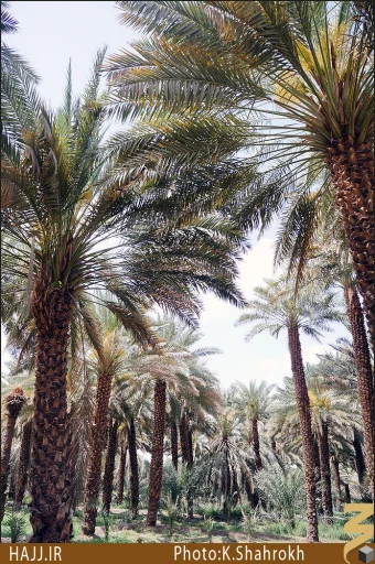 نخلستان هاي مدينه