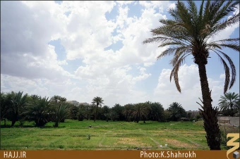 نخلستان هاي مدينه