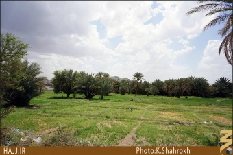 نخلستان هاي مدينه