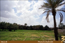 نخلستان هاي مدينه