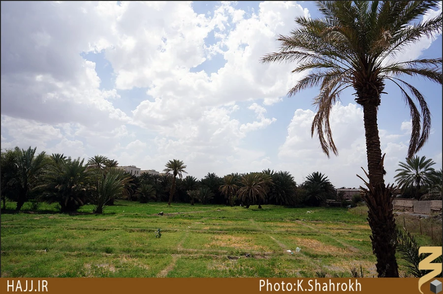 نخلستان هاي مدينه