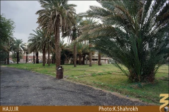 نخلستان هاي مدينه