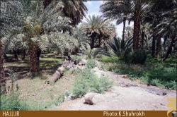 نخلستان هاي مدينه []