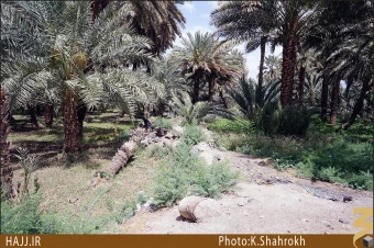 نخلستان هاي مدينه []