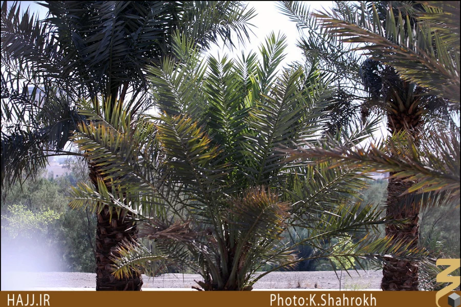 مسجد توبه