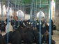 طنین نغمه های دعای ندبه در خیمـه‌گاه کربلا/عکس

زمزمه های دعای ندبه صبح جمعه این هفته نیز در خیمه گاه امام حسین(علیه السلام) طنین انداز شد و زائران و مجاوران سیدالشهدا به نجوای عارفانه و عاشقانه پرداختند. 2