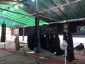 آغاز فعالیت موکب دانشجویان جهان اسلام در مسیر نجف به کربلا 3