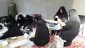 همت بانوان مشهدی در خدمت به زائران حضرت رضا (ع)/ تصاویر 7