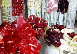 حرم حضرت زینب(ع) گلباران می شود 5