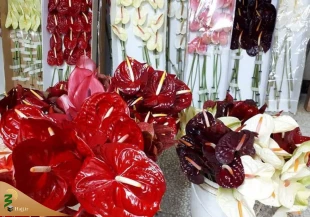 حرم حضرت زینب(ع) گلباران می شود 5