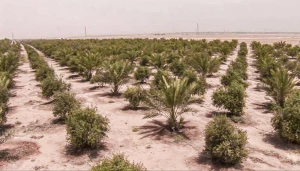 به همت آستان مقدس حسینی شکل خواهد گرفت؛

 پنجاه کیلومتر کمربند سبز، اطراف شهر کربلا