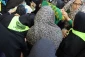 با استقبال پرشور زائران حسینی؛
پرچم بارگاه منور رضوی به کربلا رسید 2