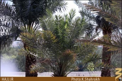 مسجد توبه