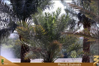 مسجد توبه