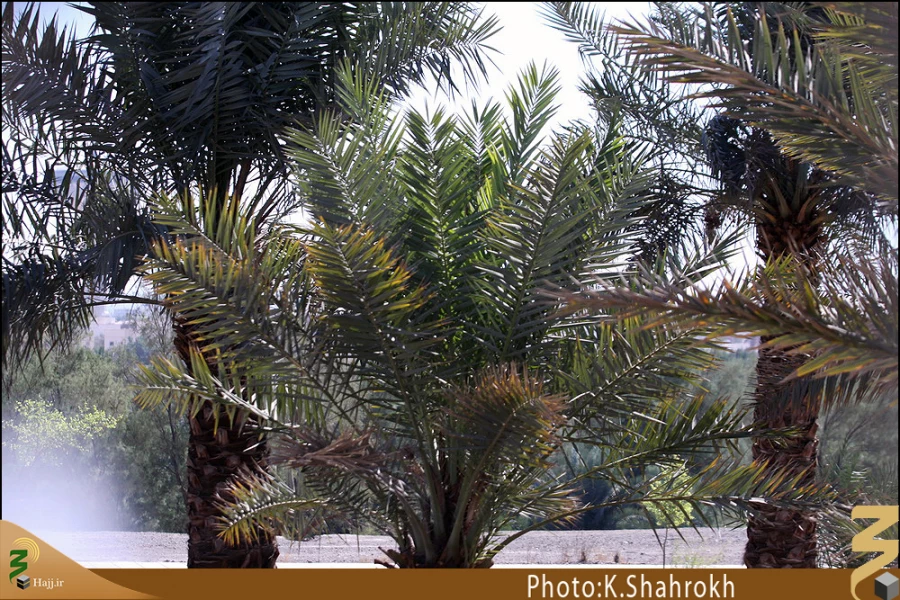 مسجد توبه