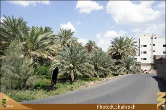 نخلستان هاي مدينه