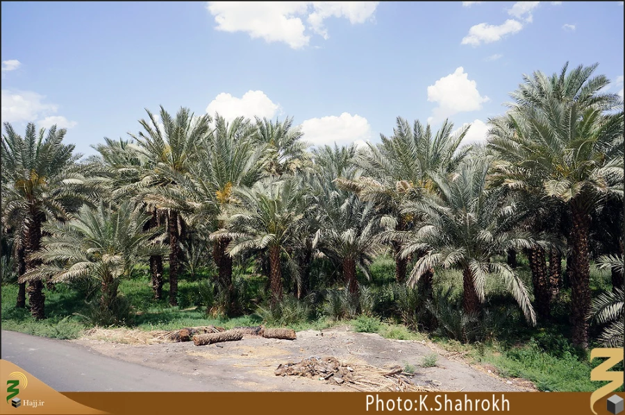 نخلستان هاي مدينه