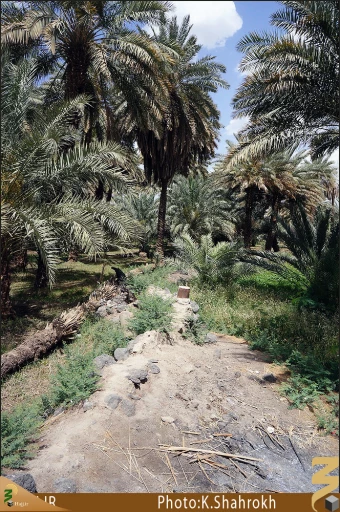 نخلستان هاي مدينه