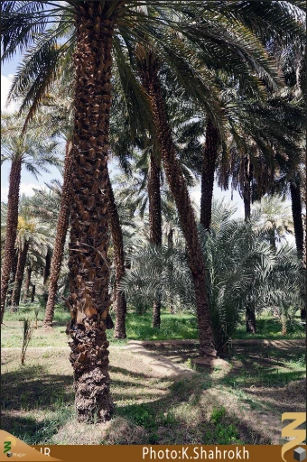 نخلستان هاي مدينه