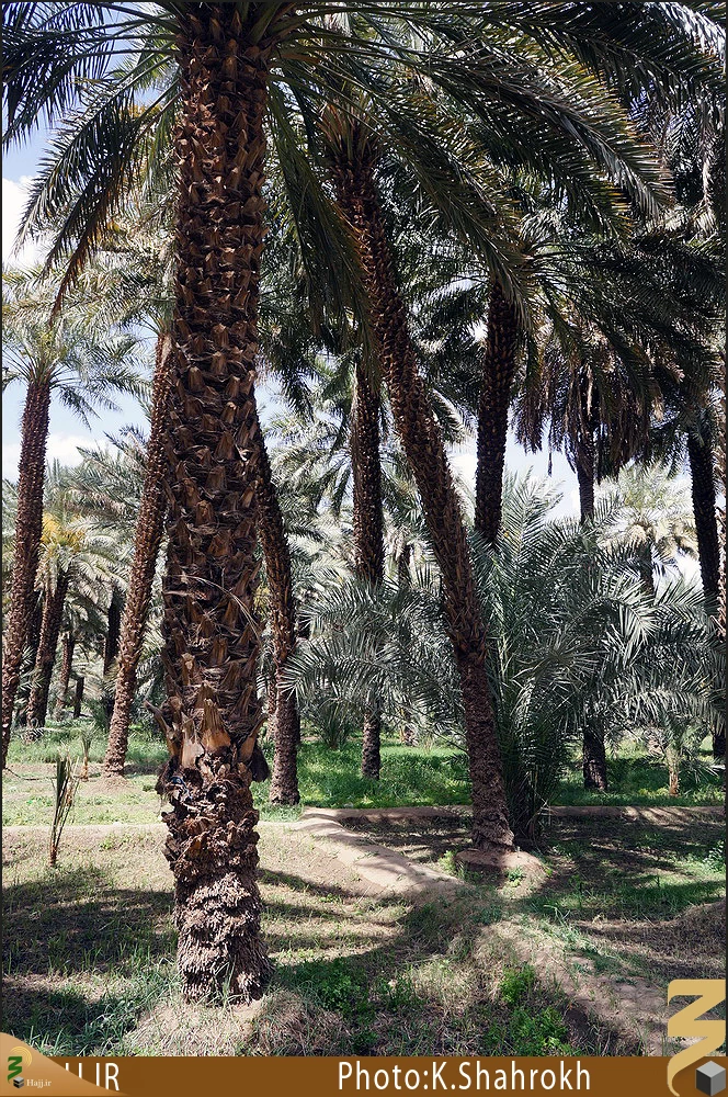 نخلستان هاي مدينه