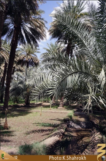 نخلستان هاي مدينه