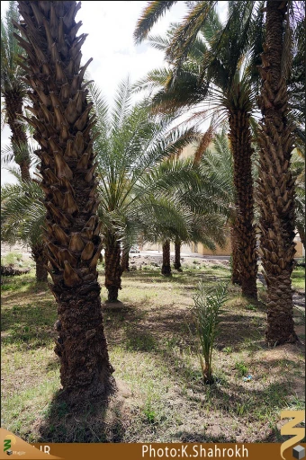 نخلستان هاي مدينه